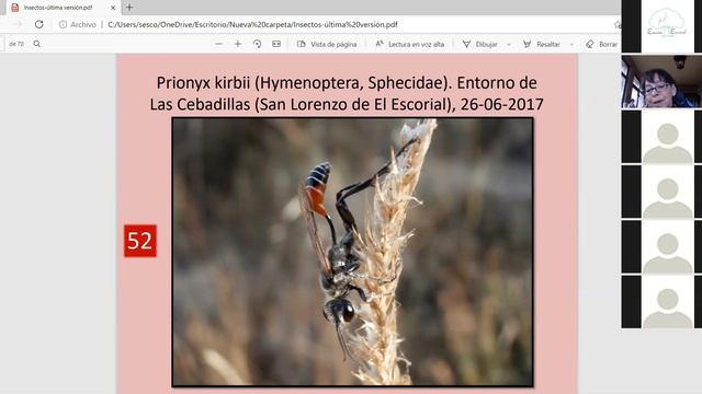 4ª Charla en verde: Los insectos de San Lorenzo de El Escorial смотреть онлайн