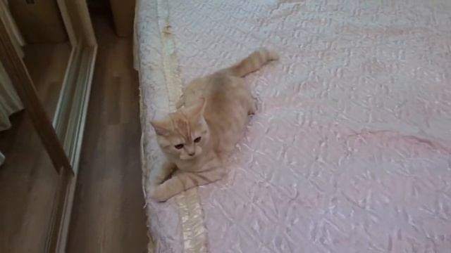 Особенности крупного плана 2. 18.11.18.