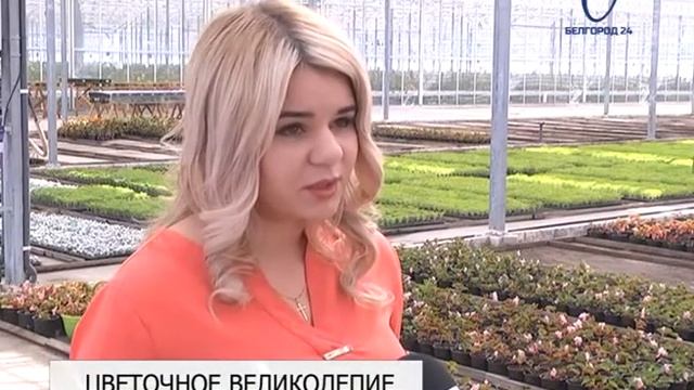 Белгород «расцветёт» уже к майским праздникам смотреть онлайн