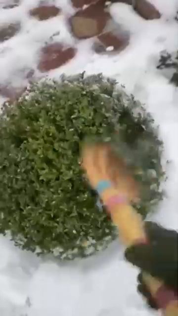Самшит та сніг/Boxwood and snow смотреть онлайн