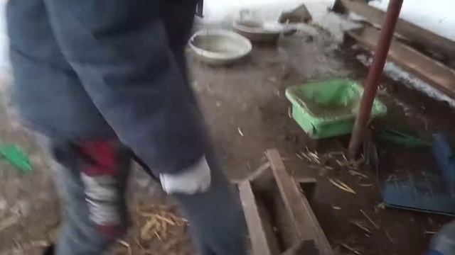 Кормим утром курочек