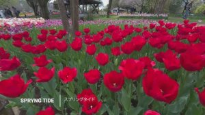 САДЫ ЯПОНИИ. СЕРЕНАДА ТЮЛЬПАНОВ 2025 В ПАРКЕ СЕВА КИНЕН