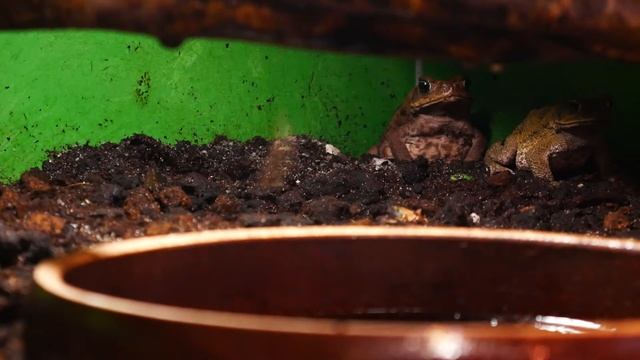 Krmení ropuch obrovských (Rhinella marina) смотреть онлайн