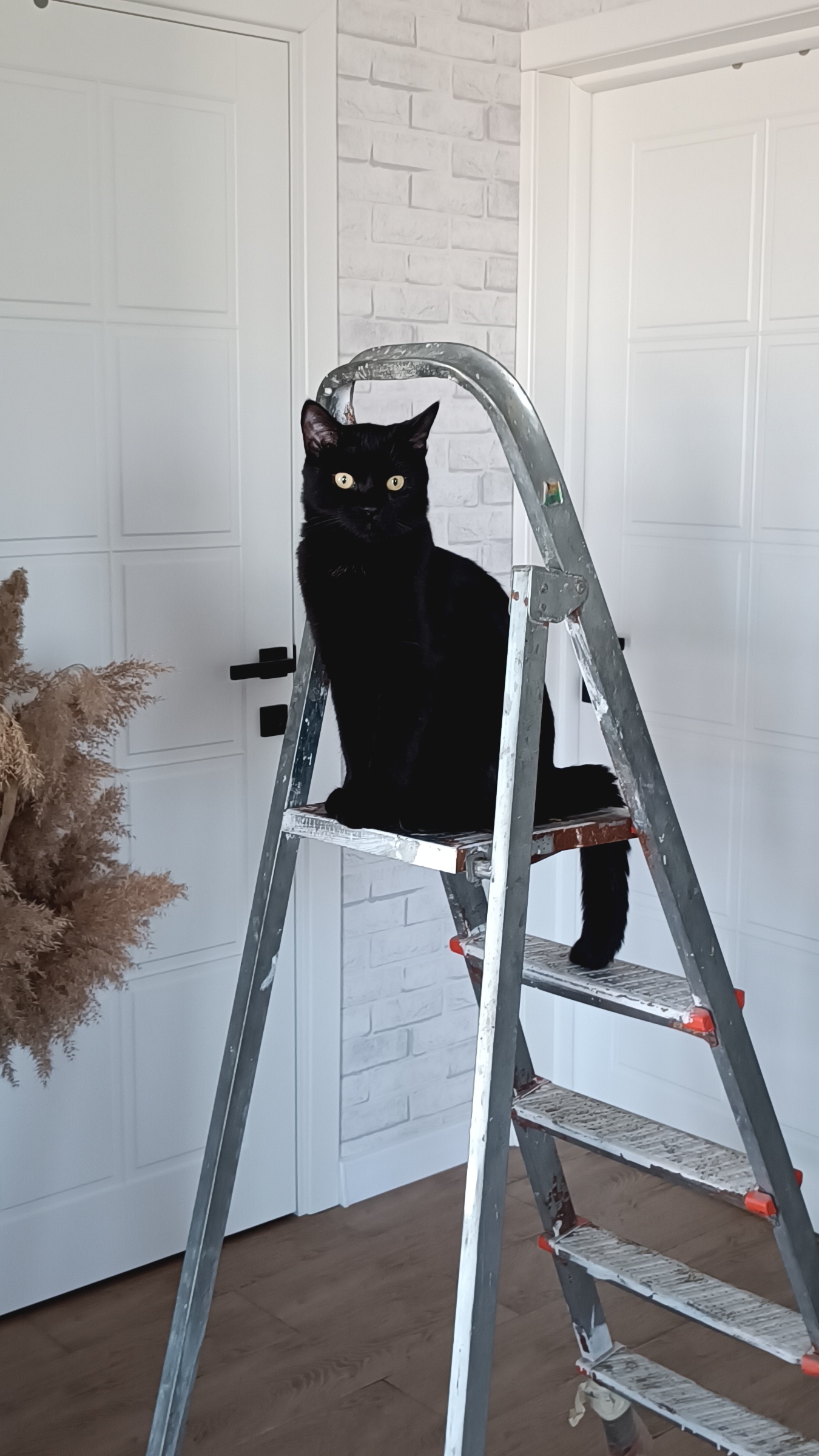 Мурзик на прогулке! 20.04.2025г.#Кубань#котик#природа#красота#животные#весна