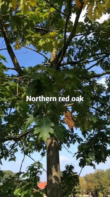 Northern red oak смотреть онлайн