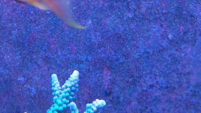 Chromis ikra смотреть онлайн