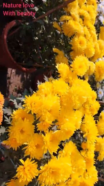 Flowers /फूल/ful смотреть онлайн