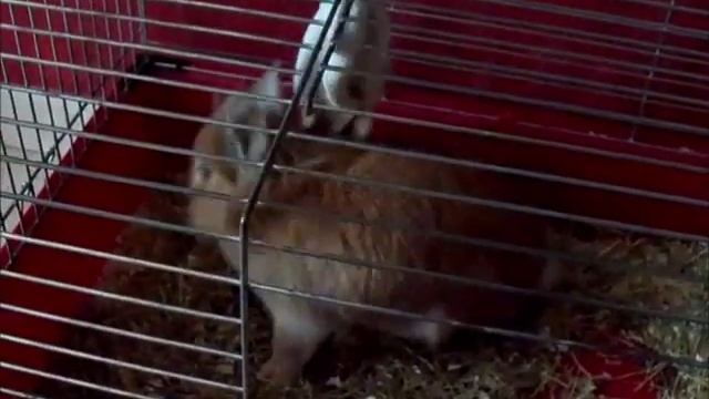 Mon Lapin Tête de Lion смотреть онлайн