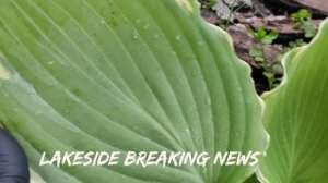 Узнаваемый сорт хосты Lakeside Breaking News#hosta #хоста #сорта #коллекция