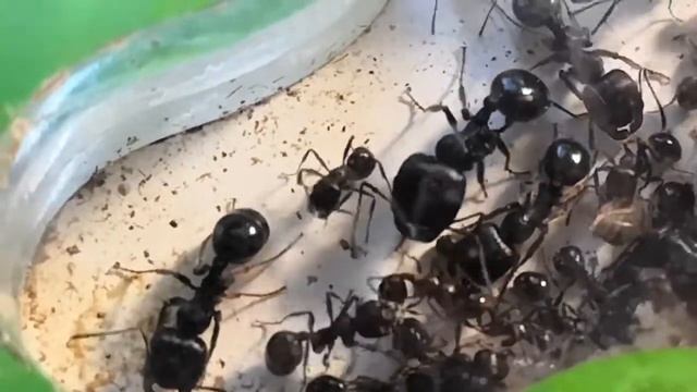 Муравей умывается. смотреть онлайн