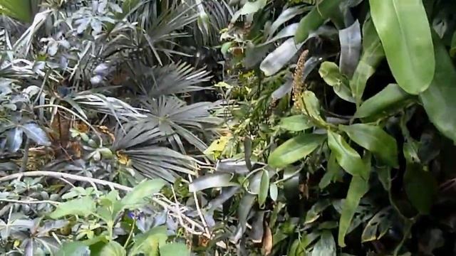 Birdwing Butterflies at California Academy of Sciences смотреть онлайн