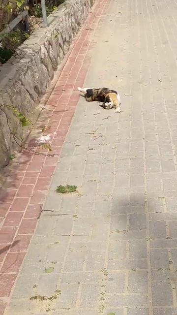 Смешные трехцветные кошки кувыркаются 😹 Funny cute calico cats roll on back Kucing lucu Katzen Gato смотреть онлайн