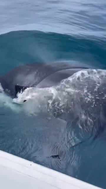 Female orca grabs bird it kicked to my boat! смотреть онлайн