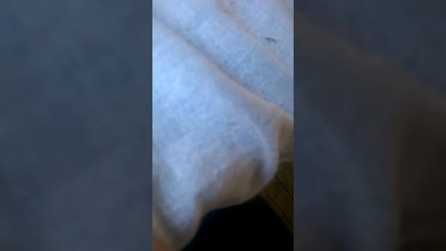 проверяю удачу на лэйс акции смотреть онлайн