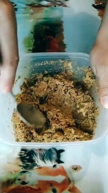 Тефтели из рыбных консервов