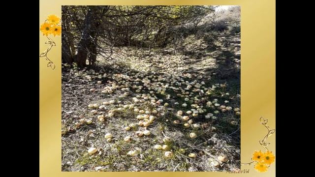 фотовыставка Осенних красок хоровод смотреть онлайн