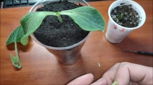 Прививка арбуза на подвой Ферро методом "укола" в точку роста