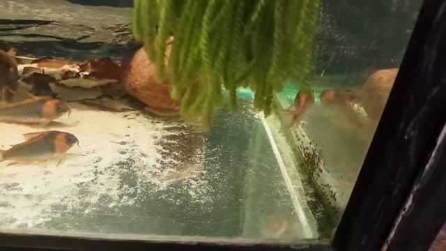 Corydoras eques spawning смотреть онлайн