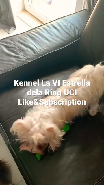 Цветные Йорки Голддаст GoldDust смотреть онлайн