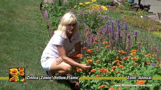 Zinnia 'Zowie! Yellow Flame' смотреть онлайн