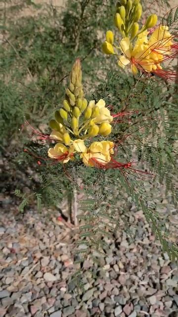 Caesalpinia gilliesii – Yellow Bird of Paradise, beginning to bloom out 2-8-21 смотреть онлайн