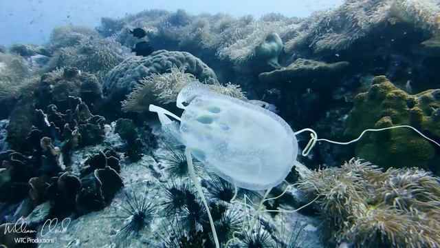 Box Jellyfish, Koh Tao, Thailand. смотреть онлайн