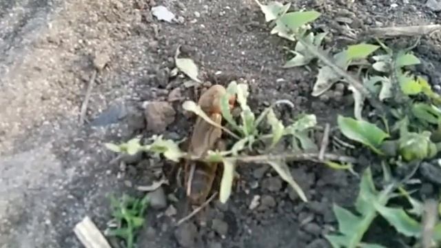 Медведка смотреть онлайн