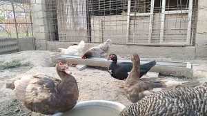 куры и утки