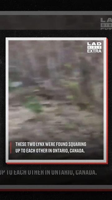 Two lynxes face off 😼👊 | LADbible Extra смотреть онлайн