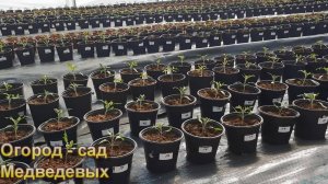 Обзор распикированной рассады