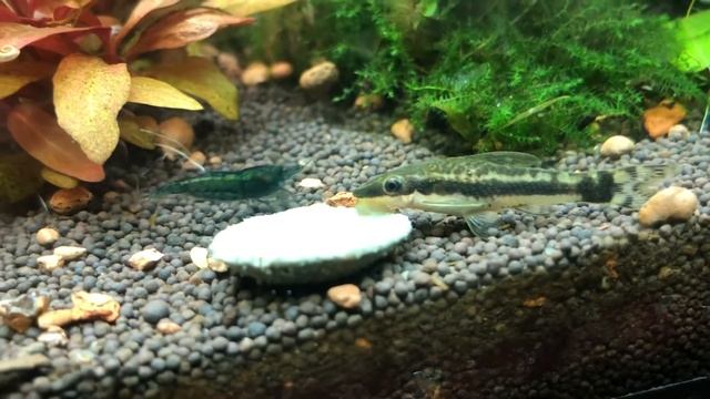 Приглашение на совместный ужин. Отоцинклюс и креветка смотреть онлайн