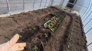 Что же я наделала ...