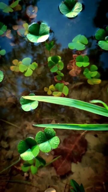 #comment #nature #naturephotography #views #flowers #flowers #shortvideo #helpful смотреть онлайн