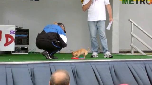 Chihuahua playing mini piano смотреть онлайн