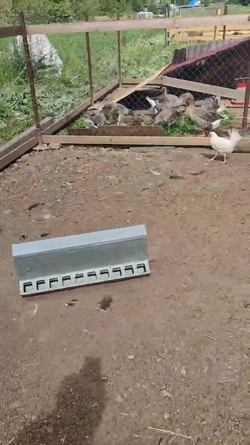 Обязательно надо давать траву курам, уткам, индюкам, гусям, и.т.д.? Я считаю, что обязательно! 🤔☝ смотреть онлайн