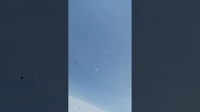 Бойные голуби 23мая смотреть онлайн