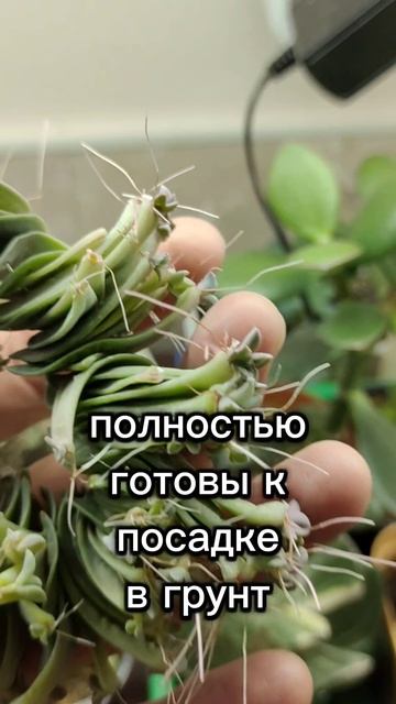 суккуленты Кудрина