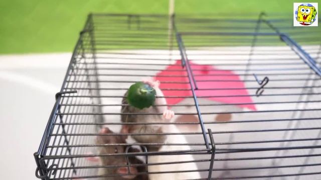 🐭🐭Два голодных рататуя забавно кушают "жопку" огурца 😄 смотреть онлайн