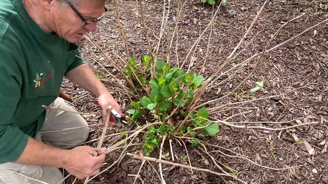 Pruning Hydrangea смотреть онлайн