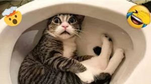 Самые Смешные видео с животными😸собаками и кошками😸которые мгновенно сделают ваш день лучше!