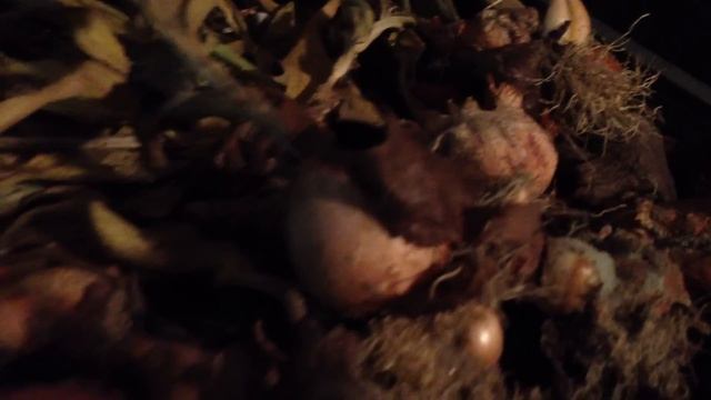 Tulipánok felszedése - Megyeri Szabolcs online Kertészet webáruház Budapest смотреть онлайн