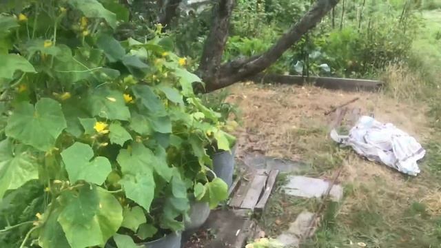 🇺🇦Сею Огурцы на третий оборот (22.07.23)