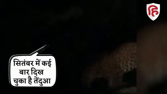 Leopard News: Gurugram में तेंदुआ दिखने से दहशत में लोग | Haryana | Delhi | Viral Video | Wildlife