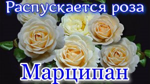 Как распускается роза Марципан - Marzipan (W. Kordes' Söhne 2024)