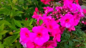 Красивое лето.