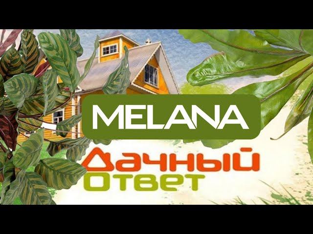 MELANA является постоянным участником телевизионного проекта 