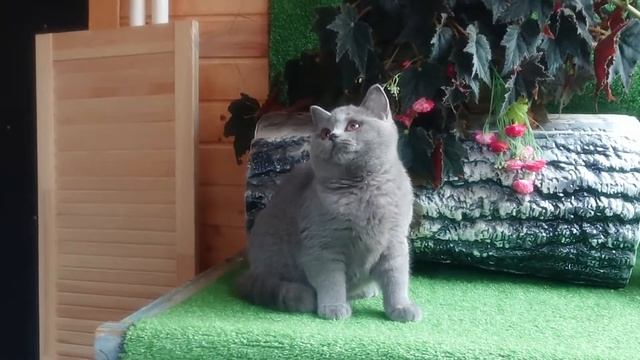 мальчик толстый, красивый, усатый смотреть онлайн