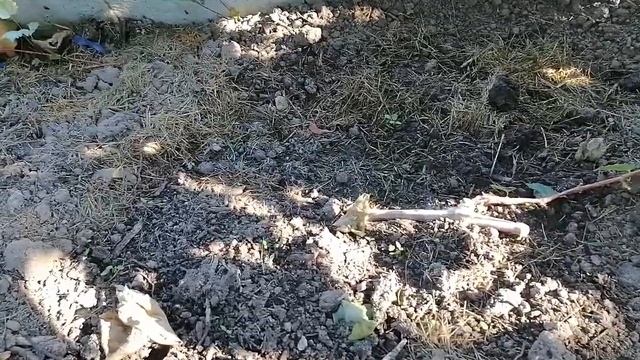 можно ли сажать саженцы винограда осенью смотреть онлайн