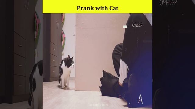 Prank with cat 🐈 | Funniest prank with cat #shorts смотреть онлайн