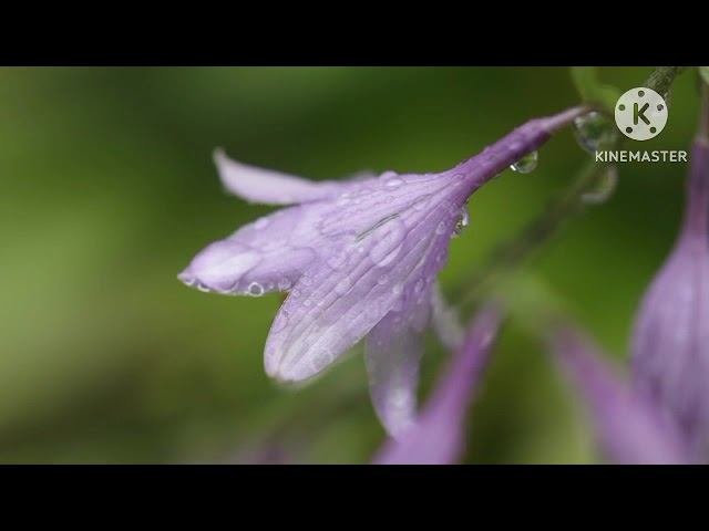 мы родились в сибири//гастроли начинаются//обзор канала смотреть онлайн